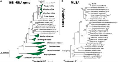 Stieleriacines, N-Acyl Dehydrotyrosines From the Marine Planctomycete Stieleria neptunia sp. nov.